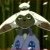 danbuter :icondanbuter: