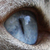 :icondancekommander: