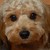 dancersingergirl :icondancersingergirl:
