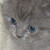 :icondancing-bumblebee: