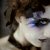 :icondancing-drama: