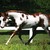 :icondancing-horse97: