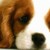 :icondancingdog: