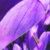 :icondancinghamham17: