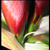 :icondancingred: