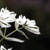 :icondancingtrees: