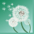 :iconDandeelion: