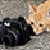 :icondandelion-83:
