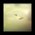 :icondandelion-gum: