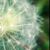 :icondandelionflower: