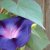 :icondandelionphotos: