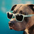 :icondandelsolar: