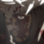 :icondanesti: