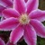 :icondang-it-bangles: