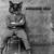 :icondangerous-cats: