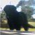 :icondangerous-ninjedi: