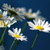:icondangerousambition:
