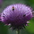 :icondanglinleaf: