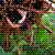 :icondanheacock: