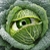 :icondanidark777: