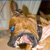 :icondanie-07: