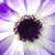 :icondanieleigh-stock: