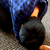 :icondanielfang7: