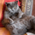 :icondanielk78: