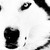 :icondaniellejk: