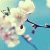 :icondaniellerizzo: