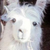 :icondaninha-lol: