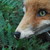 :icondankefox: