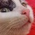 :icondanko5ric: