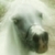 :icondannibird: