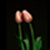 :icondantoooosa-uae:
