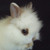 :icondaphnecookie: