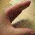 :icondaphnetsui: