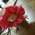 :icondappledfeather: