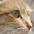 :icondapplefrost: