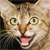 darahkucing :icondarahkucing: