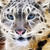 :icondareal575:
