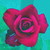 :icondarisart: