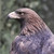 :icondarix1960: