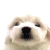 :icondarjeell: