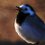 :icondark-ange1: