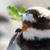 :icondark-angel-11309: