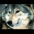 :icondark-ashes: