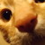 :icondark-chaton: