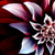 :icondark-creed: