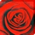 :icondark-lycan: